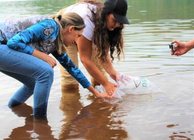 Sicredi e ASPE promovem a soltura de 12 mil alevinos no alagado de Rio Bonito do IguaÃ§u